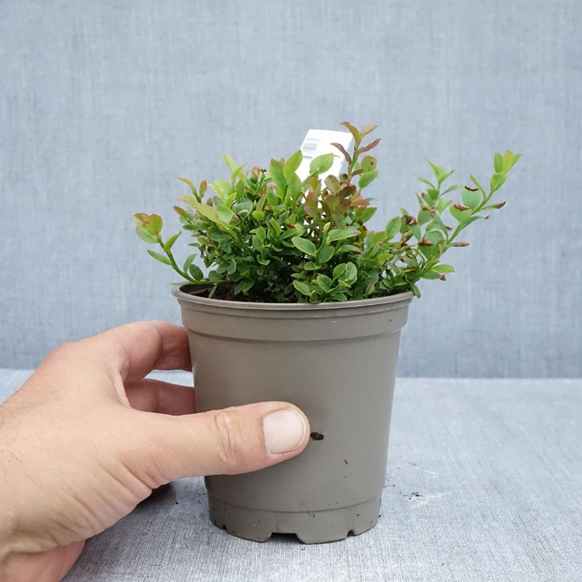 Esimerkki syksyllä toimitetusta Mustikka (kangasmustikka) - Vaccinium myrtillus 12 cm / 13 cm ruukku, Pensas-taimesta
