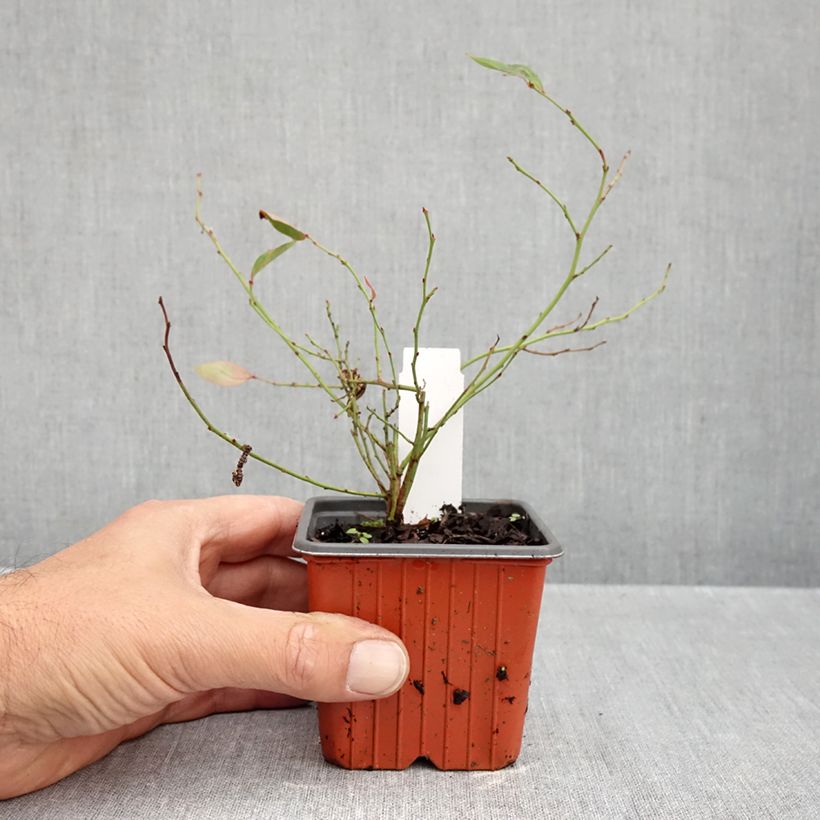 Esimerkki syksyllä toimitetusta Pensasmustikka Elliott 8/9 cm taimiruukku, Pensas-taimesta