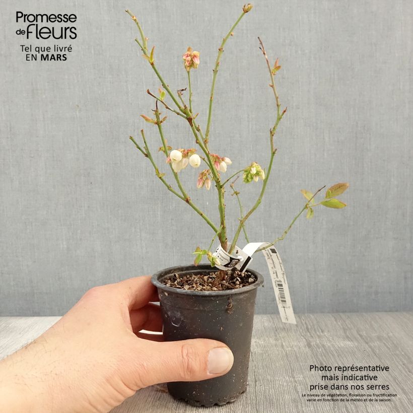 Example of Myrtillier Patriot - Vaccinum corymbosum Godet de 8/9 cm as you get in printemps