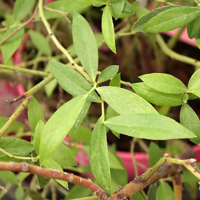 Pensasmustikka Pink Berry (Lehvistö)