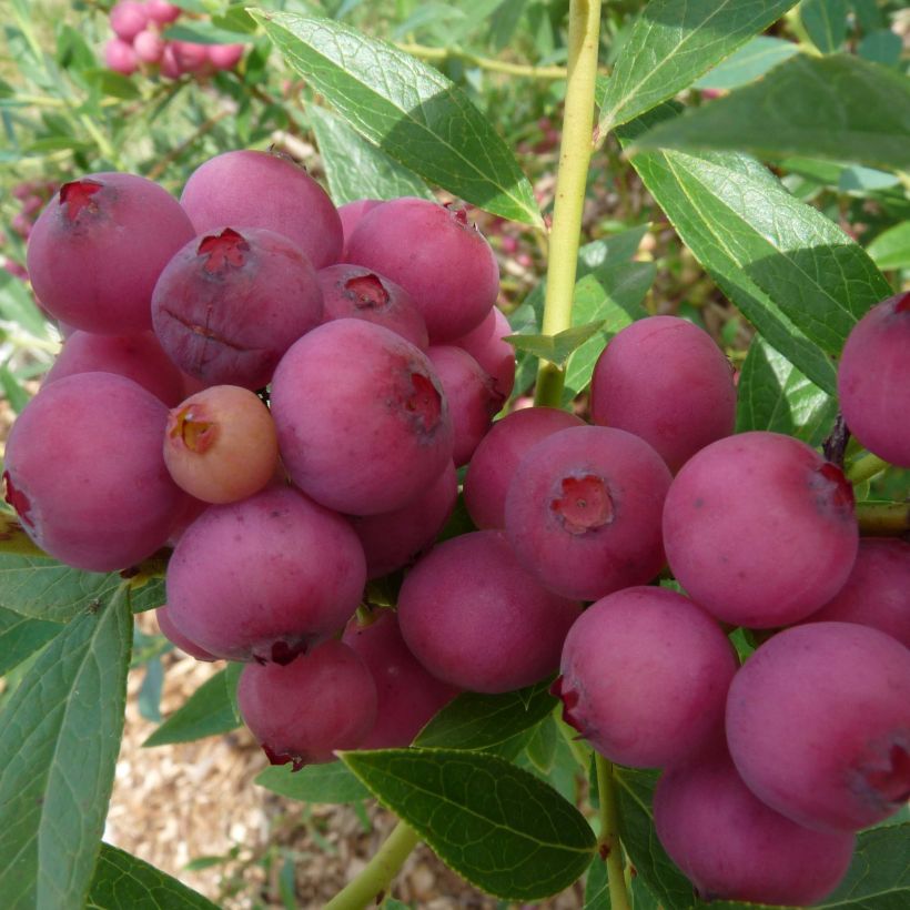 Pensasmustikka Pink Lemonade (Sadonkorjuu)