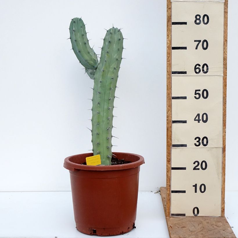 Esimerkki syksyllä toimitetusta Sinihärmekaktus - Myrtillocactus geometrizans 12 litran/15 litran ruukku-taimesta