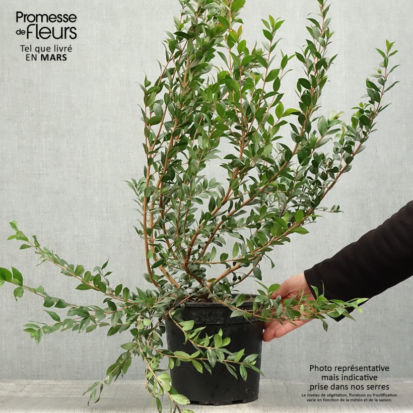 Esimerkki keväällä toimitetusta Myrtti - Myrtus communis Pot de 7,5L/10L-taimesta