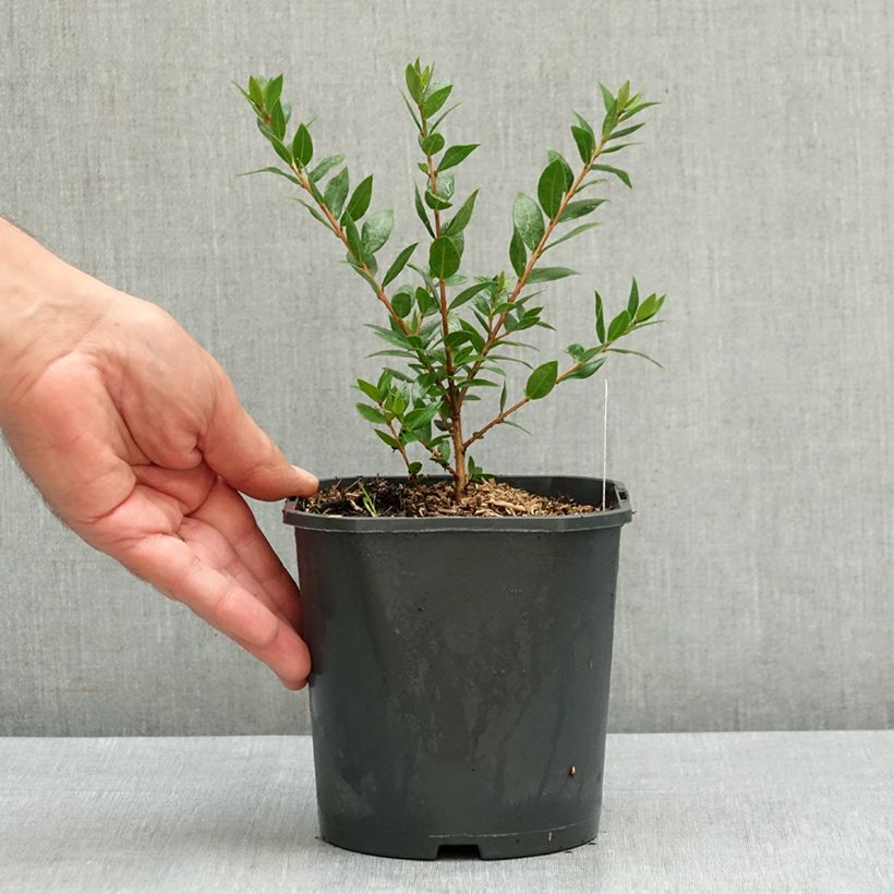 Esimerkki kesällä toimitetusta Myrtti - Myrtus communis 2 litran/3 litran ruukku-taimesta