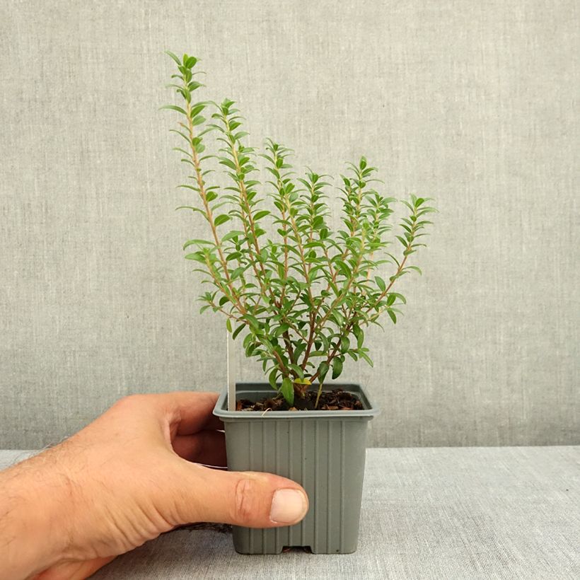Esimerkki kesällä toimitetusta Myrtti - Myrtus communis subsp. tarentina 8/9 cm taimiruukku-taimesta