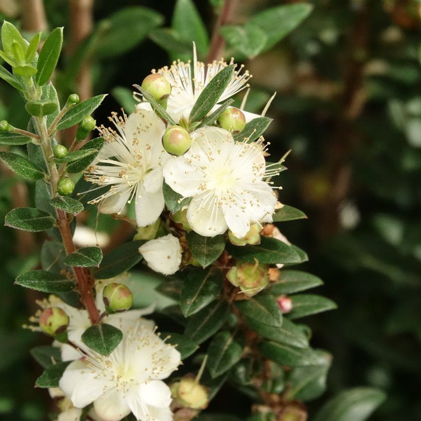 Myrtti - Myrtus communis subsp. tarentina (Kukinta)
