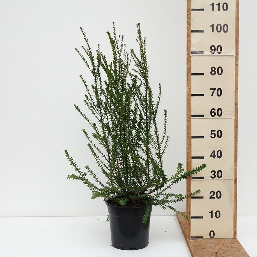 Esimerkki syksyllä toimitetusta Myrtti - Myrtus communis subsp. tarentina Ruukku 7,5L / 10L-taimesta