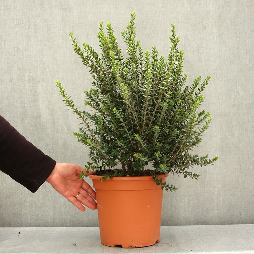 Esimerkki keväällä toimitetusta Myrtti - Myrtus communis subsp. tarentina Ruukku 7,5L / 10L-taimesta