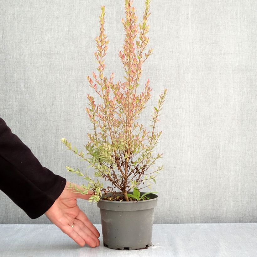 Esimerkki syksyllä toimitetusta Myrtti Variegata 1,5 litran / 2 litran kannu-taimesta