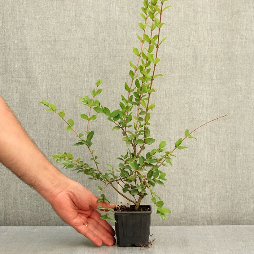 Esimerkki kesällä toimitetusta Myrti - Myrtus luma 8/9 cm taimiruukku-taimesta