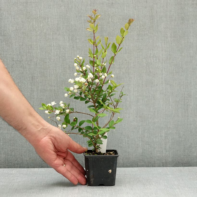 Esimerkki keväällä toimitetusta Myrti - Myrtus luma Taimiruukku 8/9 cm-taimesta