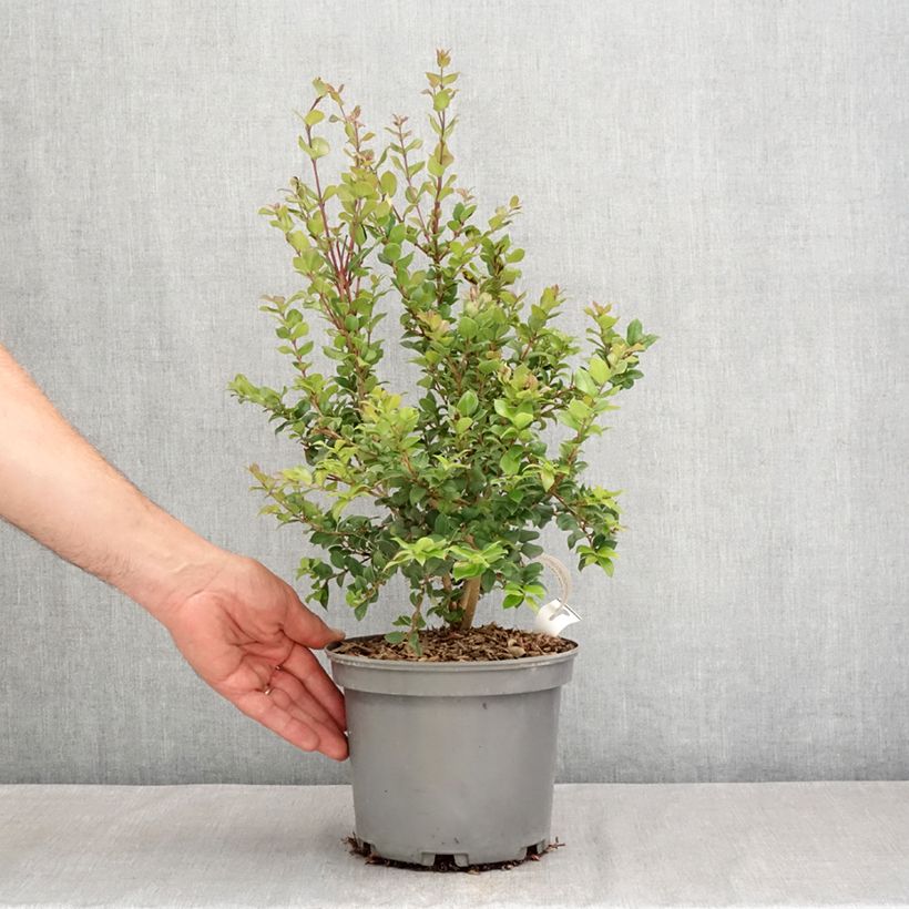 Esimerkki kesällä toimitetusta Myrti - Myrtus luma Ruukku 3L / 4L-taimesta