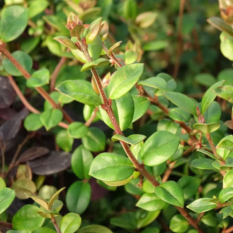 Myrti Elite (Lehvistö)