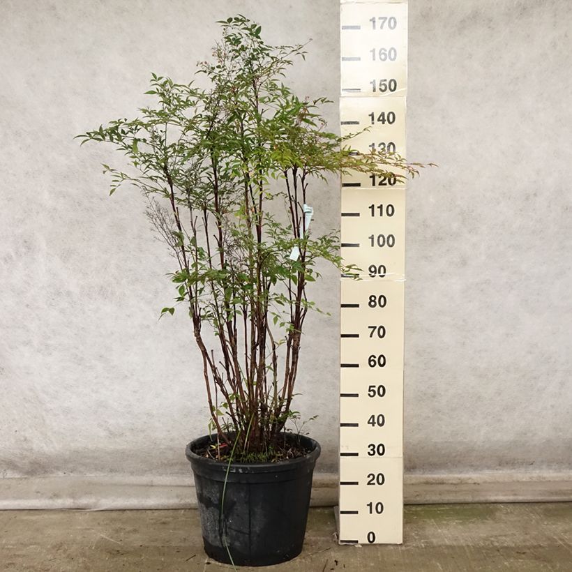 Esimerkki syksyllä toimitetusta Pyhä bambu - Nandina domestica 18 litran/20 litran ruukku-taimesta