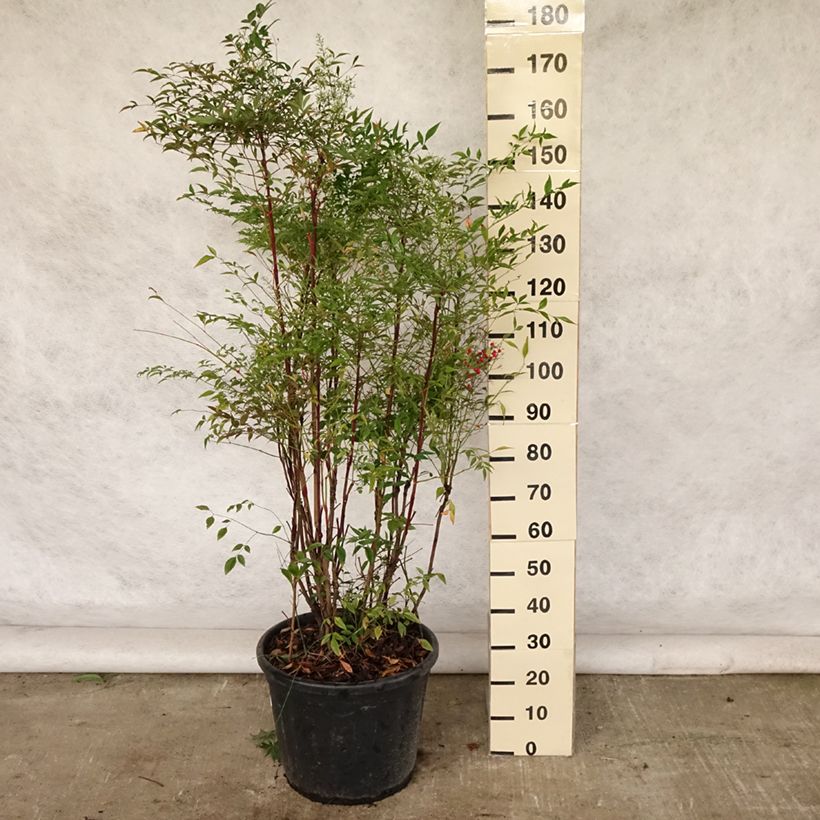 Esimerkki kesällä toimitetusta Pyhä bambu - Nandina domestica Ruukku 18L / 20L-taimesta