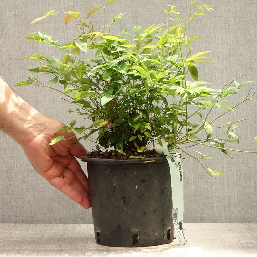 Esimerkki kesällä toimitetusta Pyhä bambu - Nandina domestica Ruukku 2L / 3L-taimesta