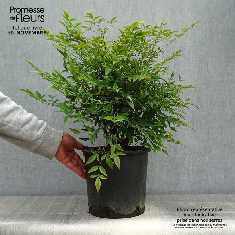 Esimerkki syksyllä toimitetusta Pyhä bambu - Nandina domestica 7,5 litran / 10 litran ruukku-taimesta