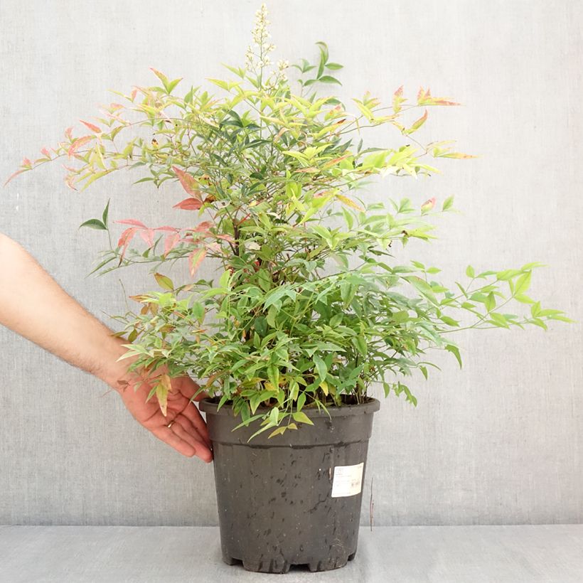 Esimerkki kesällä toimitetusta Pyhä bambu - Nandina domestica Ruukku 7,5L / 10L-taimesta