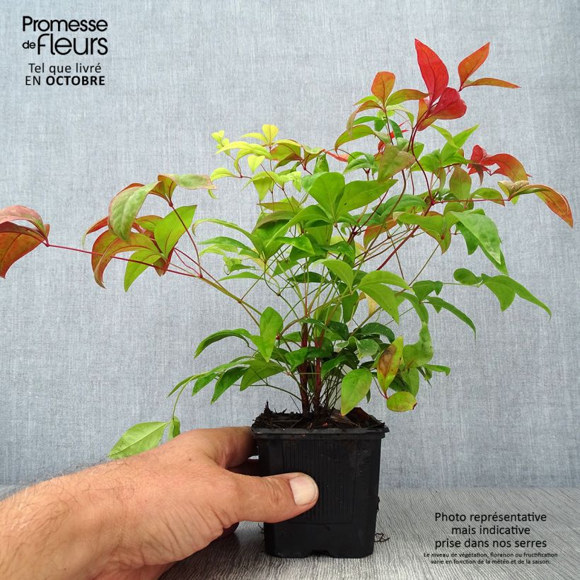 Esimerkki syksyllä toimitetusta Pyhä bambu Fire Power 8/9 cm taimiruukku-taimesta