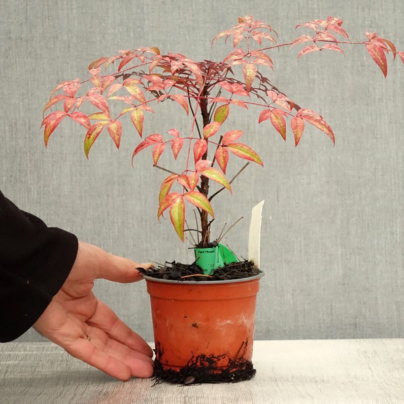 Esimerkki syksyllä toimitetusta Pyhä bambu Flirt 8/9 cm taimiruukku-taimesta