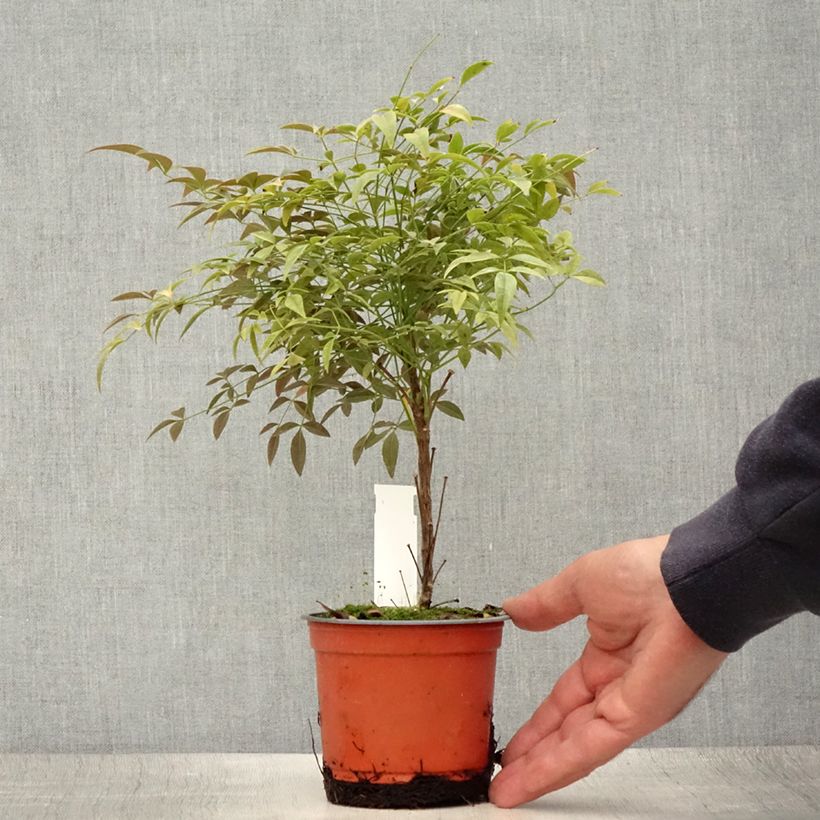 Esimerkki kesällä toimitetusta Pyhä bambu Flirt Ruukku 12 cm / 13 cm-taimesta