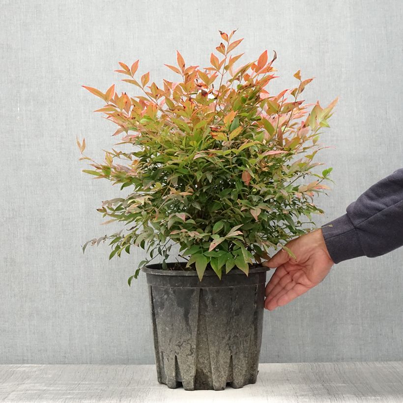 Esimerkki kesällä toimitetusta Pyhä bambu Gulf Stream Pot de 7,5L/10L-taimesta