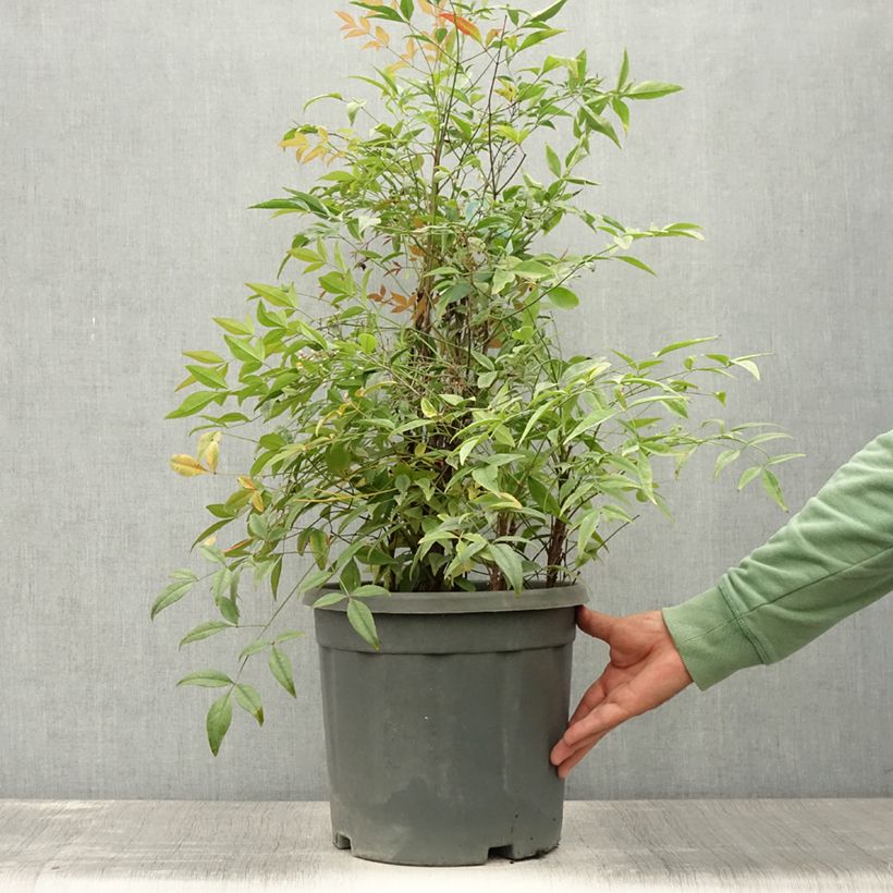 Esimerkki kesällä toimitetusta Pyhä bambu Lemon and Lime Pot de 7,5L/10L-taimesta
