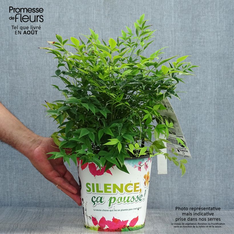 Esimerkki kesällä toimitetusta Pyhä bambu Lemon and Lime Pot de 4L/5L-taimesta