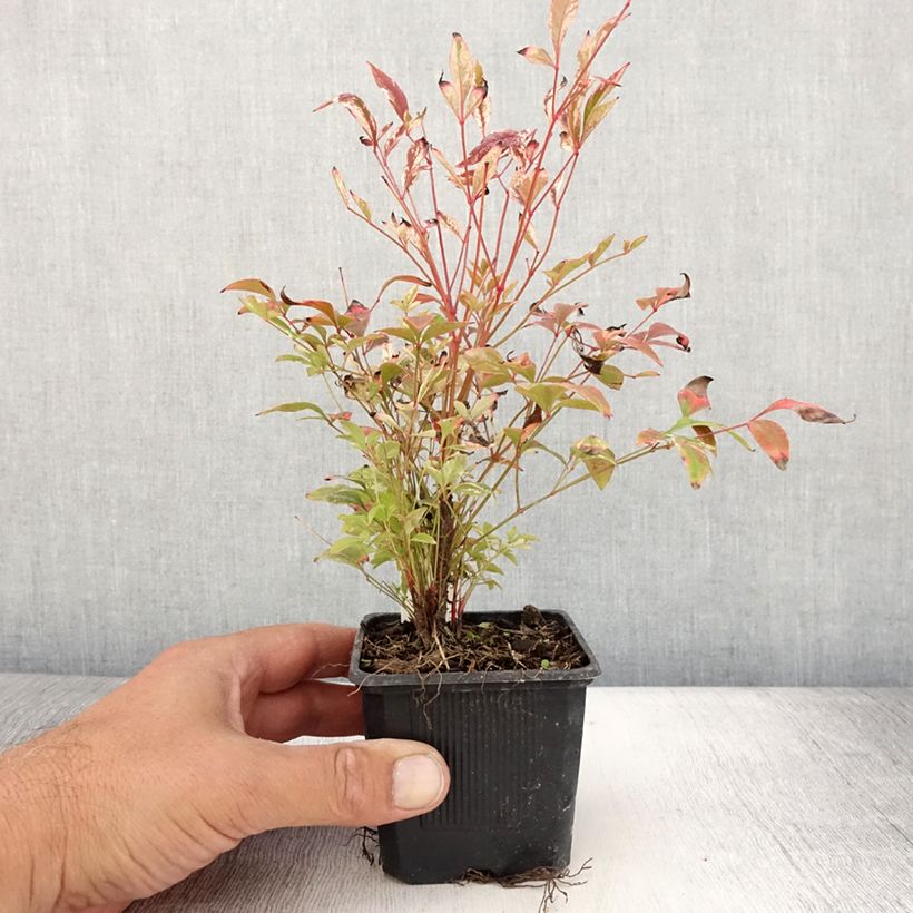 Esimerkki kesällä toimitetusta Pyhä bambu Twilight Godet de 8/9 cm-taimesta