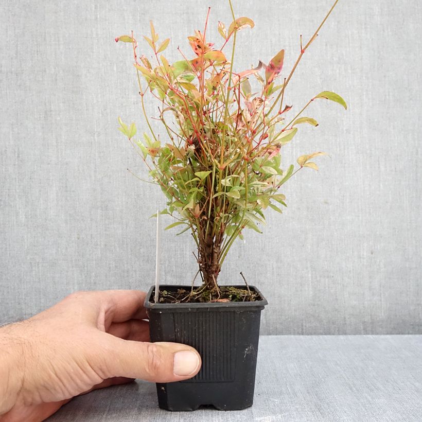Esimerkki syksyllä toimitetusta Pyhä bambu Twilight 8/9 cm taimiruukku-taimesta