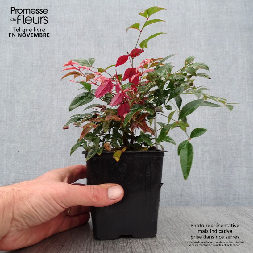 Esimerkki syksyllä toimitetusta Pyhä bambu Obsessed Seika 8/9 cm taimiruukku-taimesta