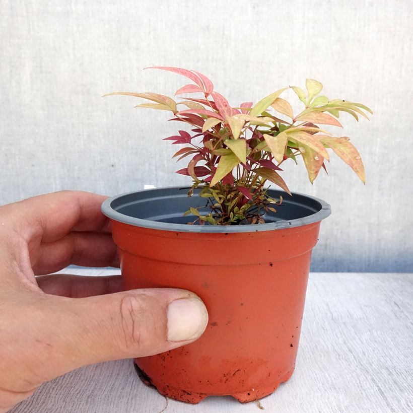 Esimerkki kesällä toimitetusta Pyhä bambu Obsessed Seika Taimiruukku 8/9 cm-taimesta