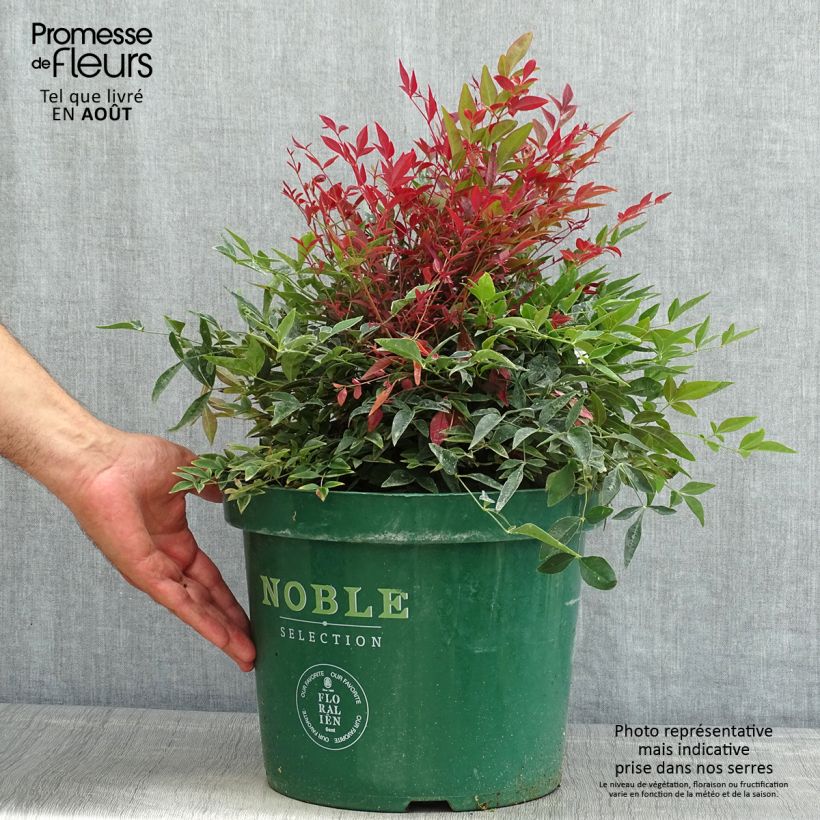 Esimerkki kesällä toimitetusta Pyhä bambu Obsessed Seika Ruukku 7,5L / 10L-taimesta