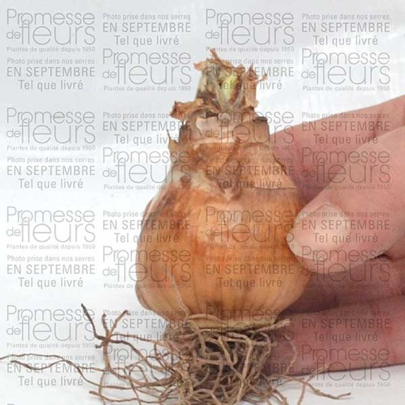Esimerkki toimitetusta Narcisse Avalon Bulbe calibre 12+-taimesta