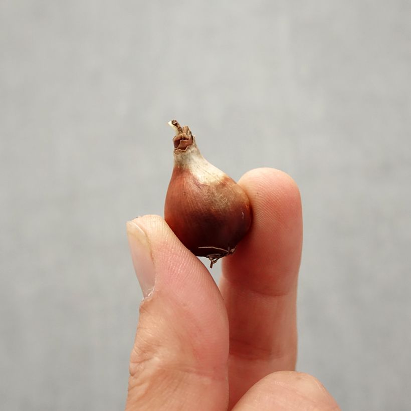 Esimerkki syksyllä toimitetusta Narcisse Baby Moon Bulbe calibre 8/10-taimesta