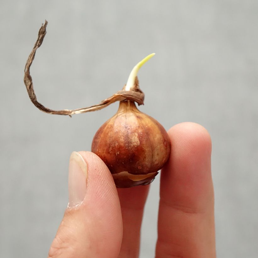 Esimerkki syksyllä toimitetusta Narcisse bulbocodium Cantabricus (White) Bulbe calibre 8+-taimesta