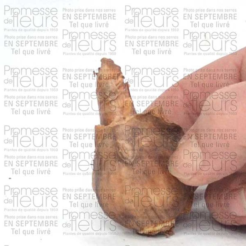 Esimerkki toimitetusta Narcisse Dutch Master Bulbe calibre 12+-taimesta
