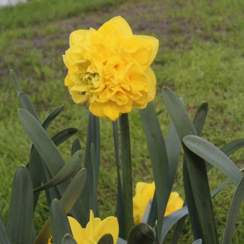 Kerrottu narsissi Easter Tide (Kasvutapa)