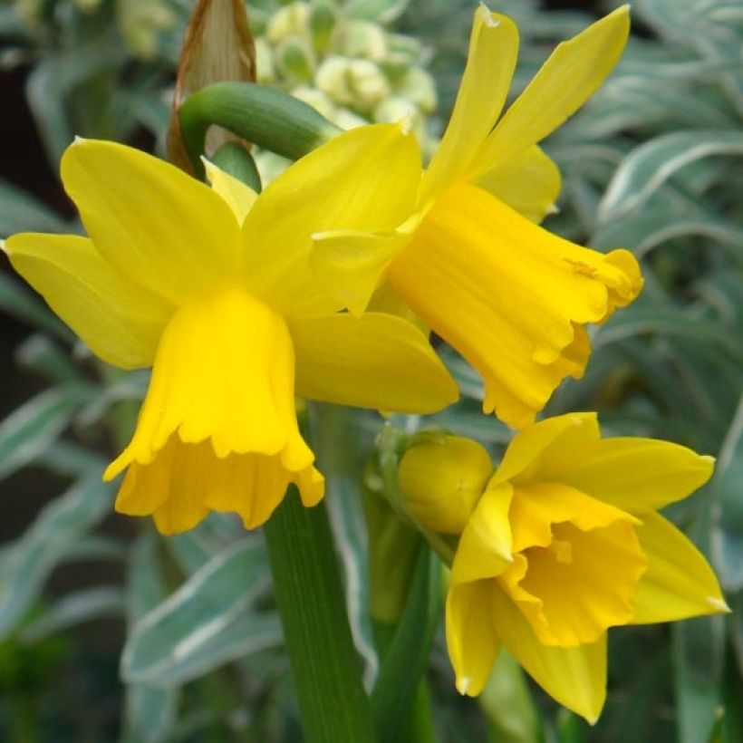 Syklaaminarsissi February Gold (Kukinta)