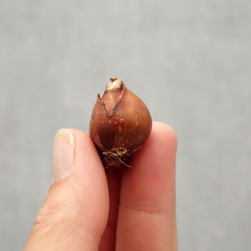 Esimerkki syksyllä toimitetusta Narsissi - Narcissus fernandesii var. cordubensis Sipulit Koko 6+-taimesta