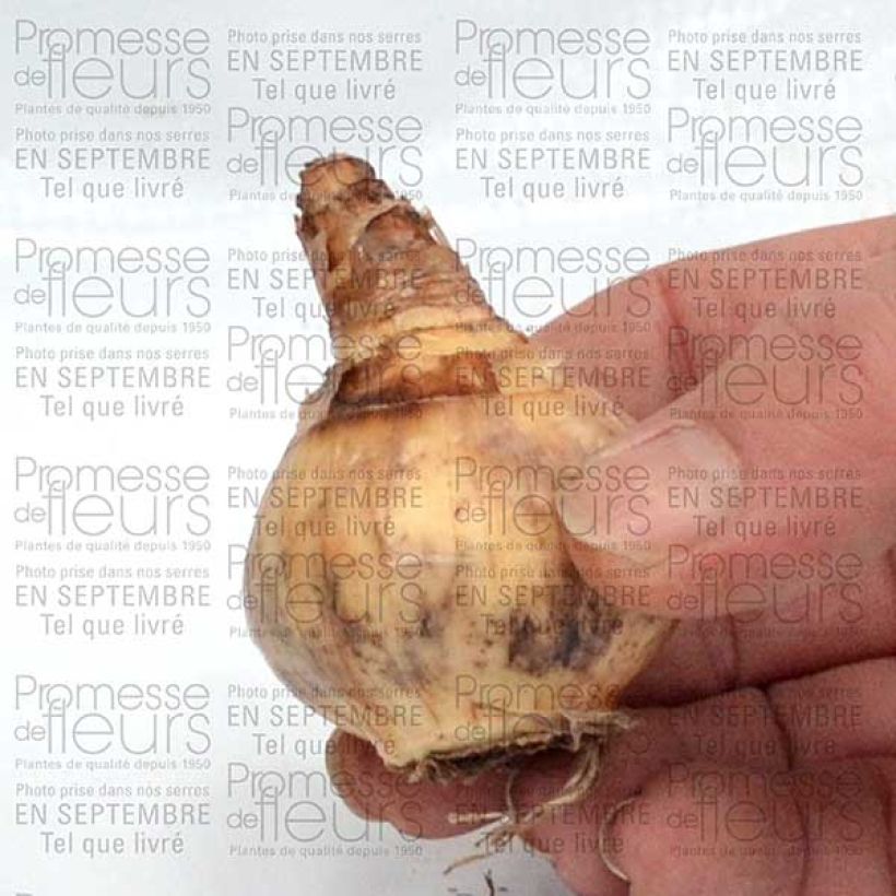 Esimerkki toimitetusta Narcisse Parabole Bulbe calibre 12+-taimesta