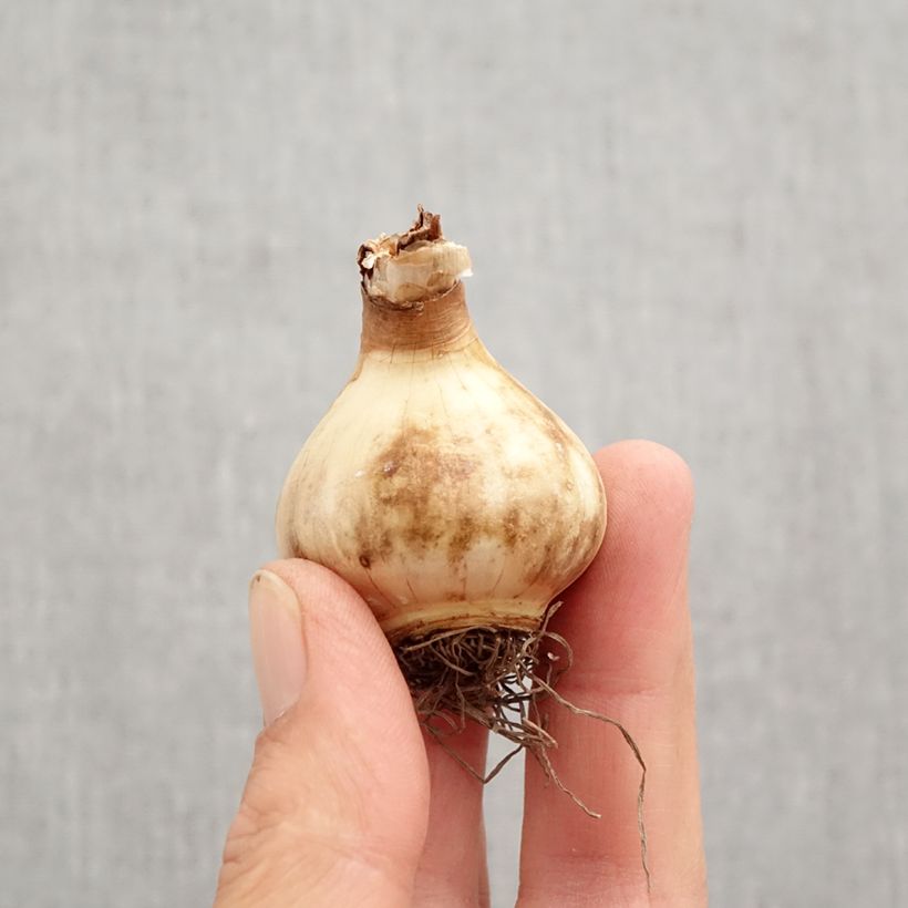 Esimerkki syksyllä toimitetusta Torvinarsissi Peach Swirl Sipulit Koko 12+-taimesta