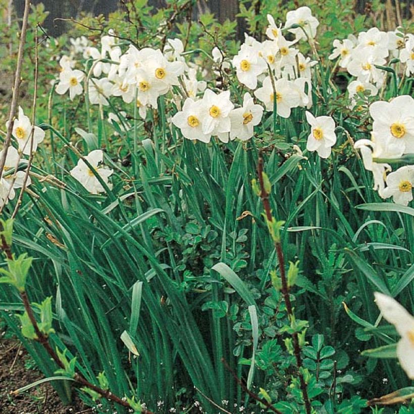 Runoilijanarsissi Actaea (Kasvutapa)