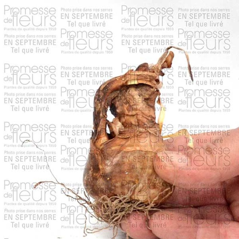 Esimerkki toimitetusta Narcisse poeticus Albus Plenus Odoratus Bulbe calibre 12+-taimesta
