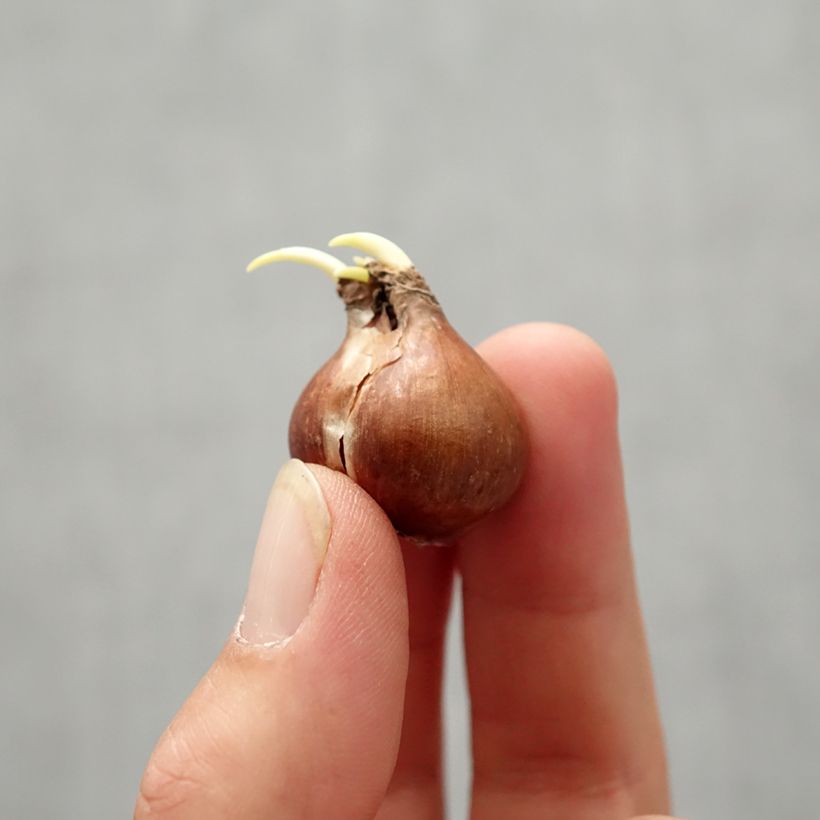 Esimerkki syksyllä toimitetusta Narcisse pseudonarcissus - Jonquille des Bois Bulbe calibre 4+-taimesta