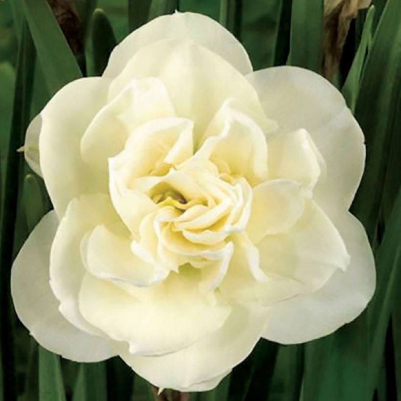 Kerrottu narsissi Rose of May (Kukinta)