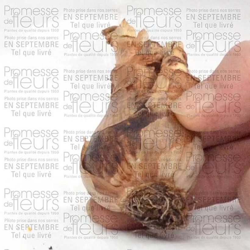 Esimerkki toimitetusta Narcisse Wave Bulbe calibre 12+-taimesta