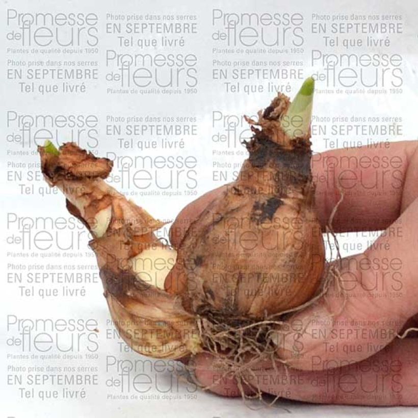 Esimerkki toimitetusta Narcisse Westward Bulbe calibre 14+-taimesta