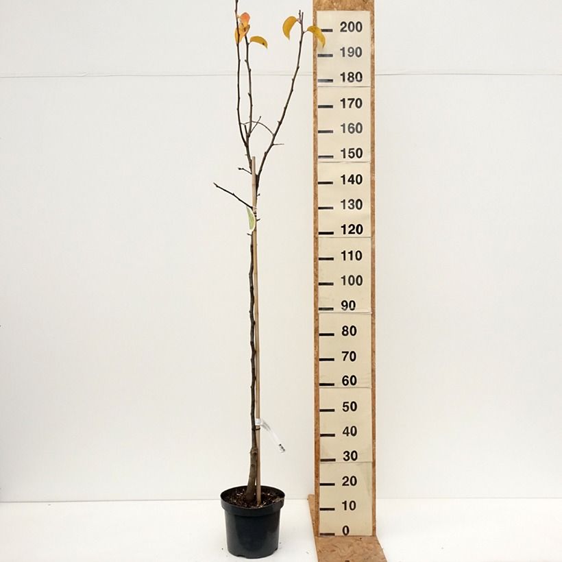 Esimerkki syksyllä toimitetusta Omenapäärynä (nashi) - Pyrus pyrifolia 7,5 litran / 10 litran ruukku, Puolikorkea runko-taimesta
