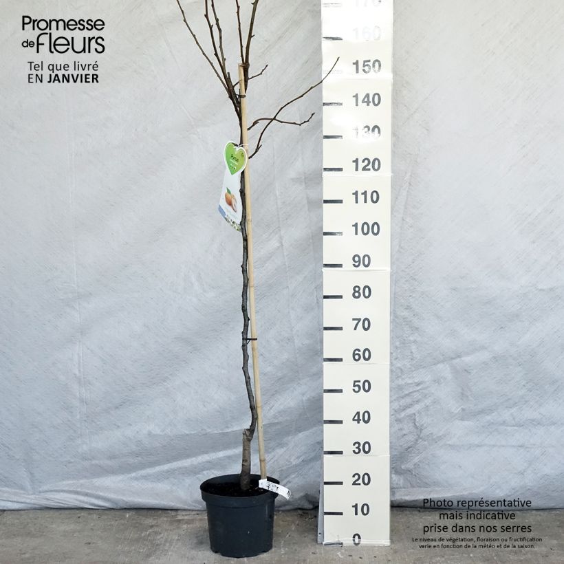 Esimerkki talvella toimitetusta Nashi Niitaka - Pomme-poire Pot de 7,5L/10L, Demi-Tige-taimesta